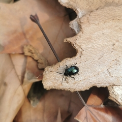 Gallerucida flaviventris