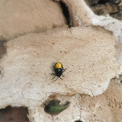 Gallerucida flaviventris