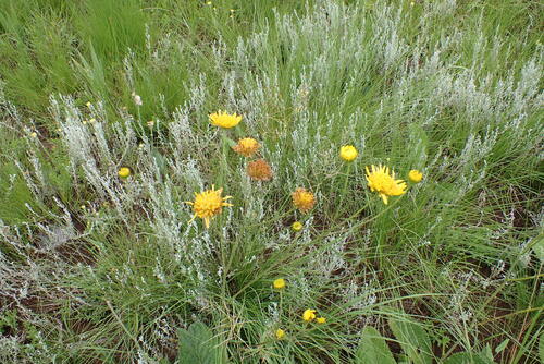 Image of Berkheya setifera by no rights reserved