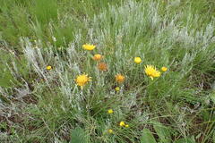 Berkheya setifera