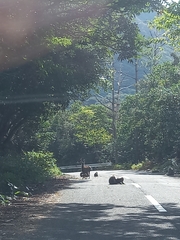 Cervus nippon yakushimae