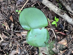 Haemanthus deformis