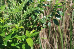 Rhamnus prinoides