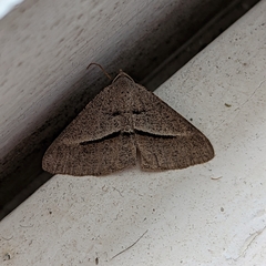 Isturgia penthearia
