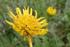Berkheya setifera