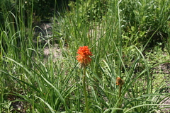 Kniphofia