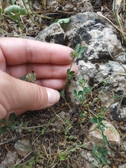 Trifolium scabrum