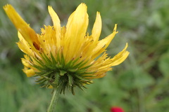 Berkheya setifera