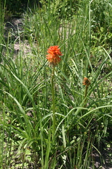Kniphofia