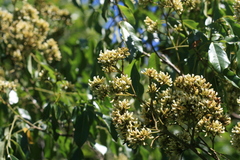 Dalbergia obovata