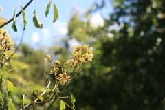 Dalbergia obovata