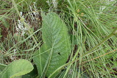Berkheya setifera