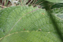 Berkheya setifera