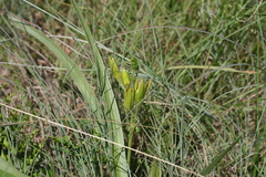Hypoxis angustifolia