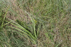 Hypoxis angustifolia