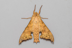 Smerinthulus cottoni