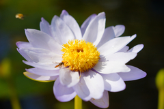 Nymphaea nouchali caerulea