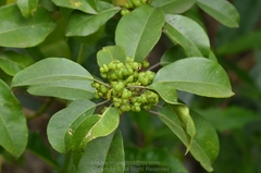 Excoecaria agallocha