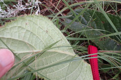 Berkheya setifera