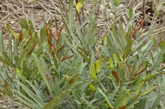 Acrostichum speciosum