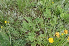 Berkheya setifera