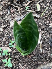 Sansevieria