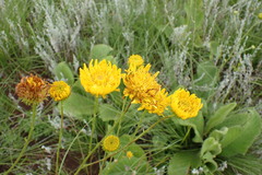 Berkheya setifera
