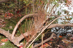 Calyptospora columnaris