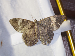 Amblychia hymenaria