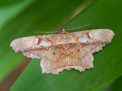 Chorodna complicataria