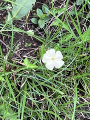 Thunbergia atriplicifolia
