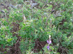 Lupinus pubescens