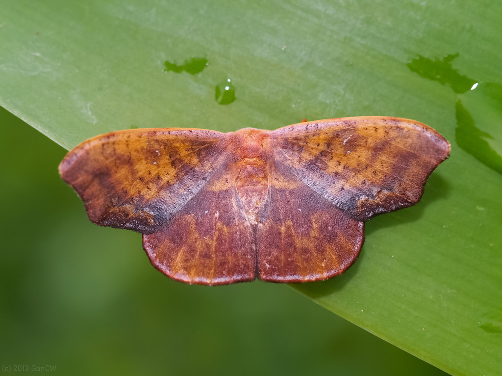 Oreta rubromarginata