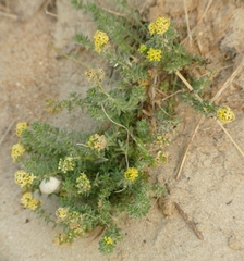 Galium arenarium