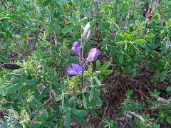 Lupinus pubescens