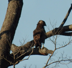 Circaetus cinereus