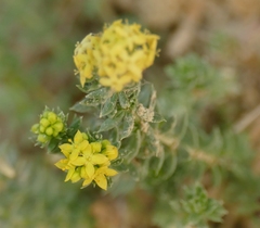 Galium arenarium