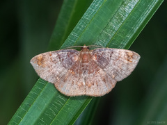 Astygisa vexillaria