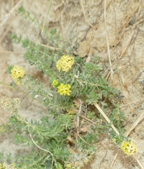 Galium arenarium