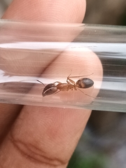 Camponotus albosparsus