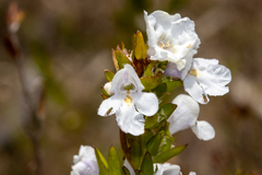 Prostanthera behriana