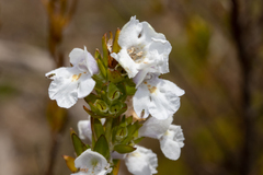 Prostanthera behriana