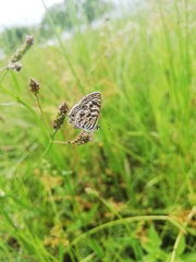 Leptotes pirithous