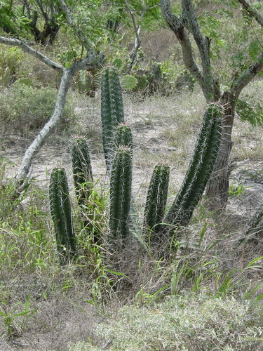 Stenocereus huastecorum