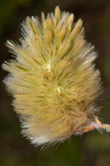 Ptilotus spathulatus