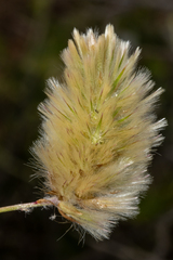 Ptilotus spathulatus