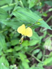 Aneilema aequinoctiale