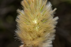 Ptilotus spathulatus