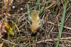Ptilotus spathulatus