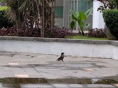 Acridotheres javanicus